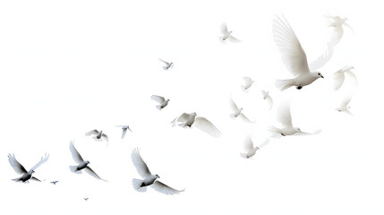 A group of doves flying in the sky © john