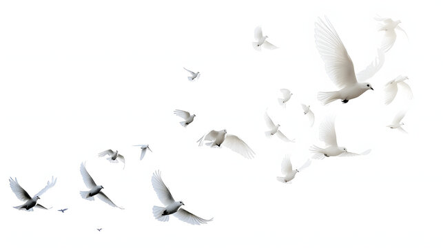 A group of doves flying in the sky