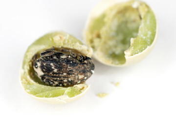 Pea weevil, Bruchus pisorum.  Beetle inside a broken seed. Macro.