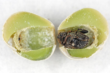 Pea weevil, Bruchus pisorum.  Beetle inside a broken seed. Macro.