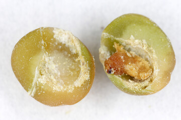 Pea weevil, Bruchus pisorum.  Dead larva inside a broken seed. Macro.