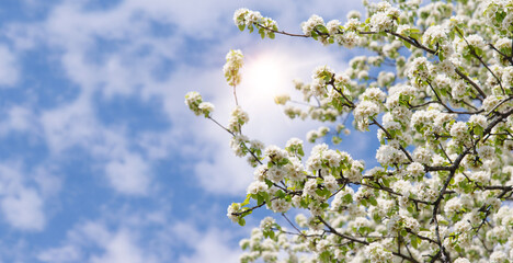 Spring floral background in nature. Apple tree branch blossoming during flowering. Flowers and buds of apple trees on a tree in spring.	