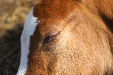 cute sleeping chestnut foal with eye close-up