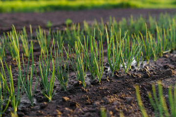 green sprouts of young onions planted in moist soil in the garden and illuminated by the sun. Concept of gardening, earth day, agriculture, peasants, growing food