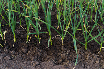 Close-up of a green sprout of a young onion in wet soil. Food growing and farming concert, earth day, springtime