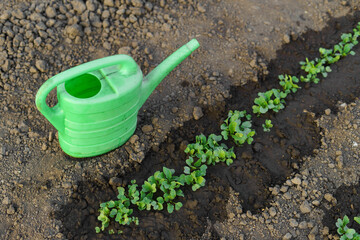 Green beds of young plants are planted in the ground and watered from a watering can, top view. The concept of horticulture, agriculture, peasantry