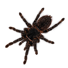 Top view of mature female Brazilian salmon pink birdeater spider aka Lasiodara parahybana. Isolated cutout on transparent backgroud.