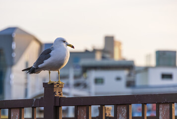 A black-tailed gull resting on a railing near the harbor. Larus crassirostris