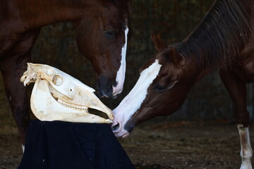 Obraz premium Anatomie am Pferdeschädel. Pferde schnuppern an skelettiertem Pferdeschädel