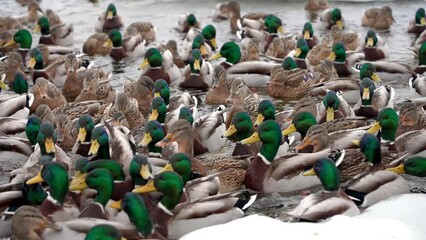 A large flock of wild ducks swims in a frozen river while feeding. Hungry ducks push each other aside while eating, greedily snatching a piece of bread from each other.