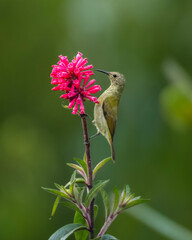 Sunbird on a flower