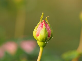 バラ　ジュビリーセレブレーション　つぼみ