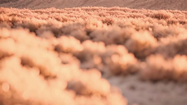 grass in the desert in the color of peach fuzz, calming scenery