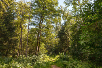 Dense, mixed forest on a summer day