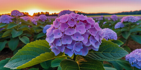 Obraz premium Close up of Hydrangea Flower