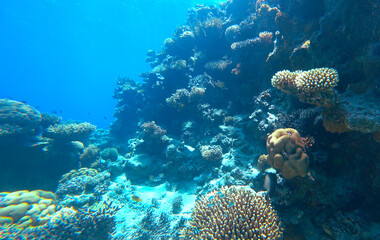 Amazing  coral reef and fish