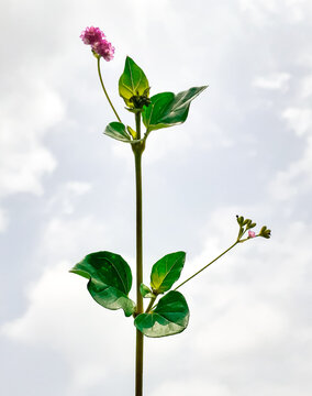 Close up boerhavia diffusa or punarnava plant with blue sky and white clouds background in sun light. 