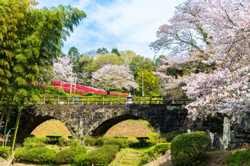 うららかな春空に映える桜の花・ツツジの花コラボ絶景風景
A spectacular...