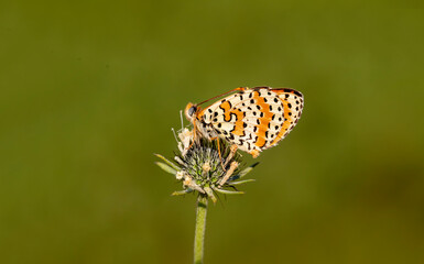 Spotted Iparhan butterfly (Melitaea didyma) on a flower