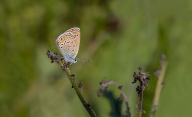 Anatolian Turan Blue butterfly (Turanana endymion) on the plant.​