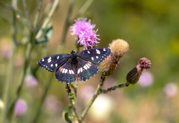 Mediterranean Honeysuckle Butterfly (Limenitis reducta) on plant.​