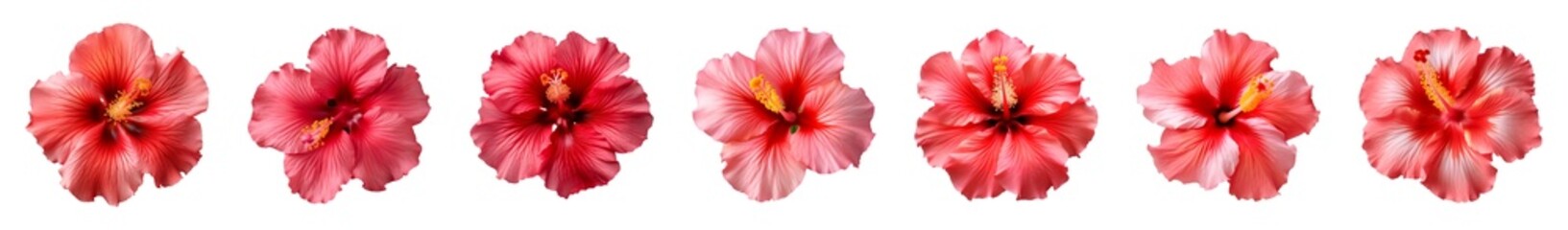 Fototapeta premium Collection of red and pink hibiscus flowers isolated on a transparent background, top view