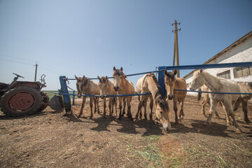 Thoroughbred horses on a farm in summer.