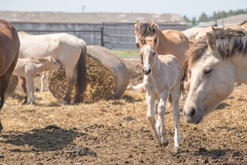 Thoroughbred horses on a farm in summer.