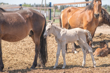 Fototapeta premium Thoroughbred horses on a farm in summer.