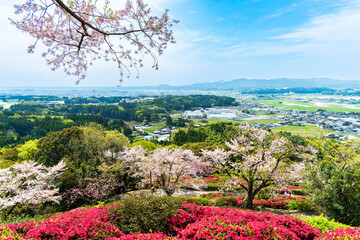 うららかな春空に映えるツツジの花と桜の花コラボ絶景風景
Spectacular...