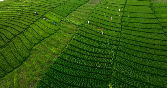 Rice Terrace, Canggu, Bali, Indonesia. Top view