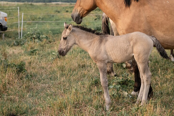 Obraz premium Thoroughbred horses on a farm in summer.