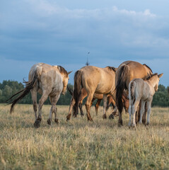 Obraz na płótnie Canvas Thoroughbred horses on a farm in summer.