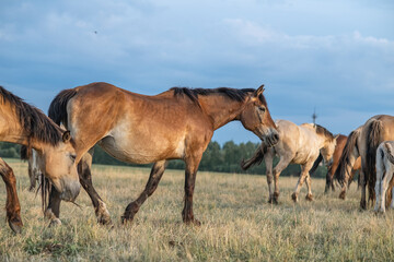 Fototapeta premium Thoroughbred horses on a farm in summer.