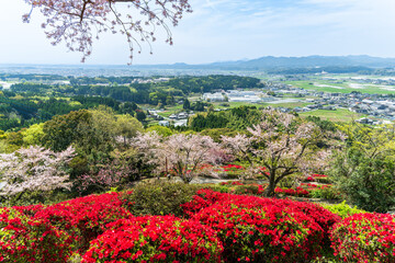 うららかな春空に映えるツツジの花と桜の花コラボ絶景風景
Spectacular...