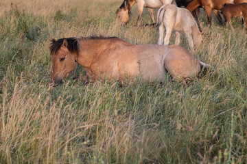 Thoroughbred horses on a farm in summer.