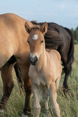 Thoroughbred horses on a farm in summer.