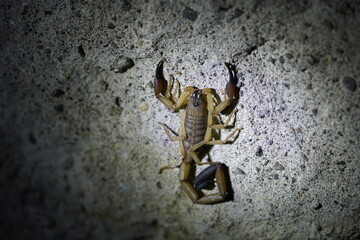 Centruroides bicolor, Buthidae family.  Is a species of bark scorpion from Central America. Costa...