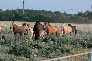 Thoroughbred horses on a farm in summer.