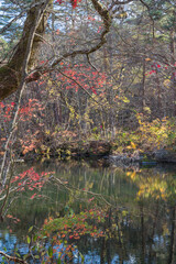 日本　福島県耶麻郡北塩原村、裏磐梯高原の五色沼湖沼群の柳沼