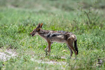 Naklejka na ściany i meble gray desert jackal in search of food and coolness in natural conditions on a sunny day in Namibia