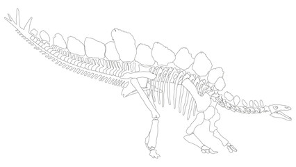 An illustration of an Stegosaurus skeleton