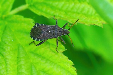 Closeup of the not so comon squashbug Ceraleptus gracilicornis sitting on a green leaf