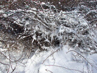 Panorama of roadside bushes covered with soft fluffy snow in the rays of the frosty sun.