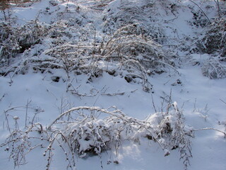 An amazing natural winter abstraction of a snow-white sheet warming the steppe vegetation.