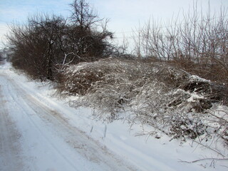 Panorama of roadside bushes covered with soft fluffy snow in the rays of the frosty sun.