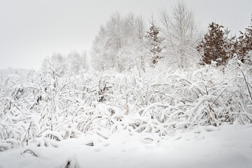 trees in snow