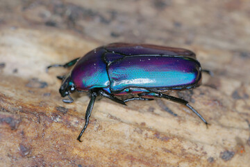 Rose Chafer, Scarab fruit beetle (Chlorocala africana oertzeni) on deadwood. A beautiful beetle often bred by passionate hobbyists in terrariums.