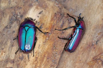 Rose Chafer, Scarab fruit beetle (Chlorocala africana oertzeni) on deadwood. A beautiful beetle...