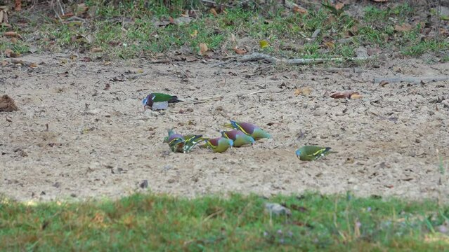 Colorful wild birds feeding on ground in natural habitat. Wildlife observation.